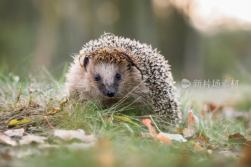 欧洲刺猬(Erinaceus europaeus)